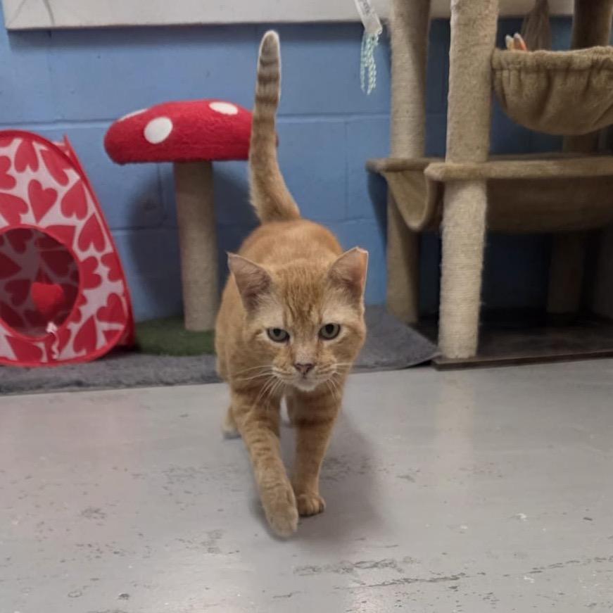Enlarge Tom, a Adoptable Domestic Short Hair in Laredo, TX image 5/6