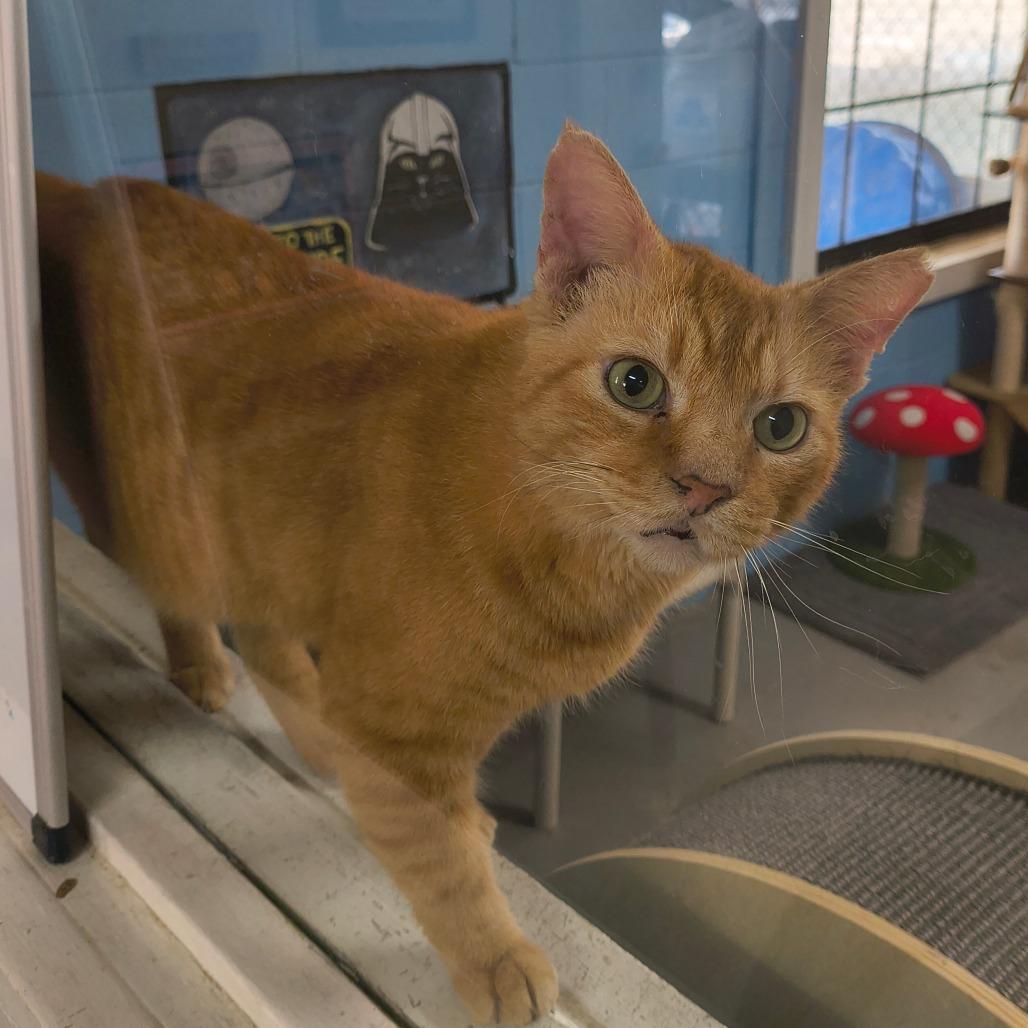 Enlarge Tom, a Adoptable Domestic Short Hair in Laredo, TX image 6/6