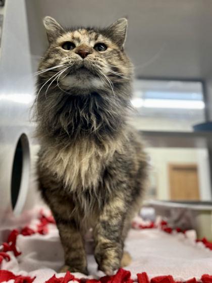 Enlarge Helen, a Adoptable mixed breed in Humboldt, IA image 1/2