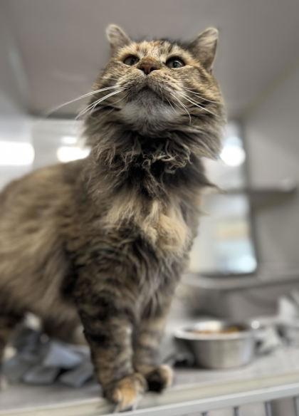 Enlarge Helen, a Adoptable mixed breed in Humboldt, IA image 2/2