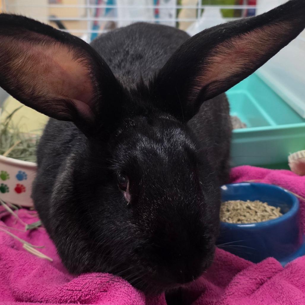 Bun Bun, Adoptable, Young Female American.