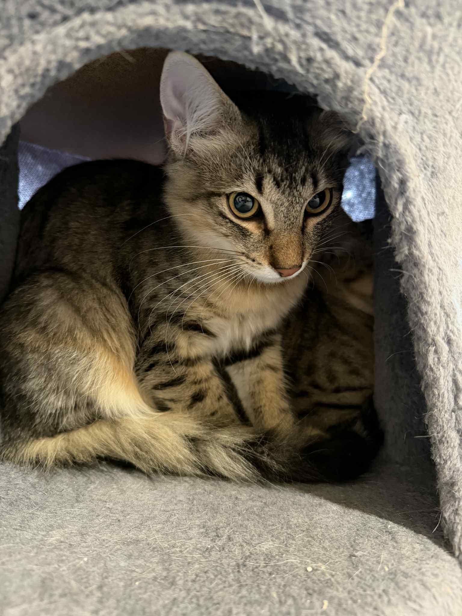 Enlarge Chester, an adopted Domestic Long Hair in Mineola, TX image 1/1