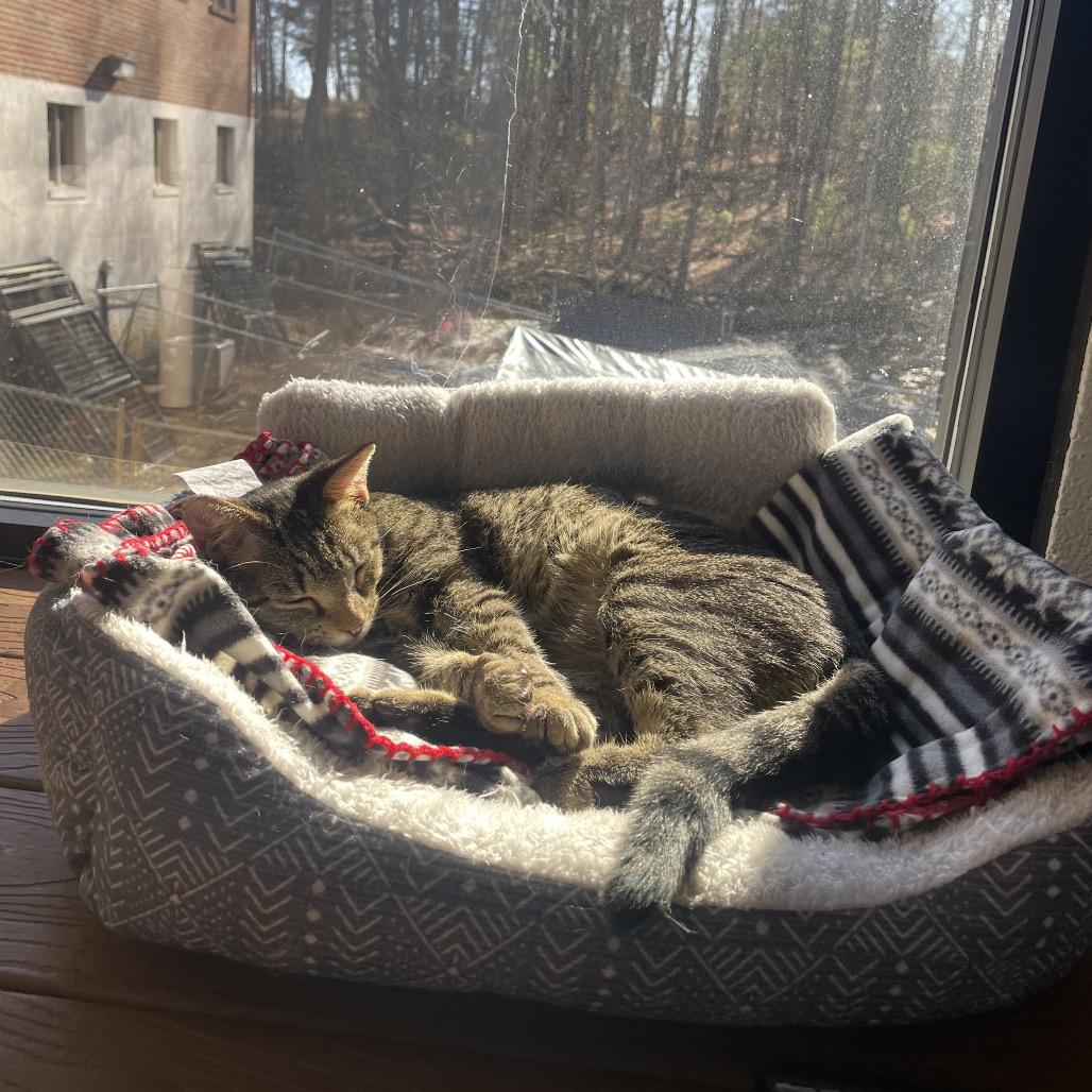 Steve, a Adoptable Domestic Short Hair in Rocky Mount, VA image 1/6