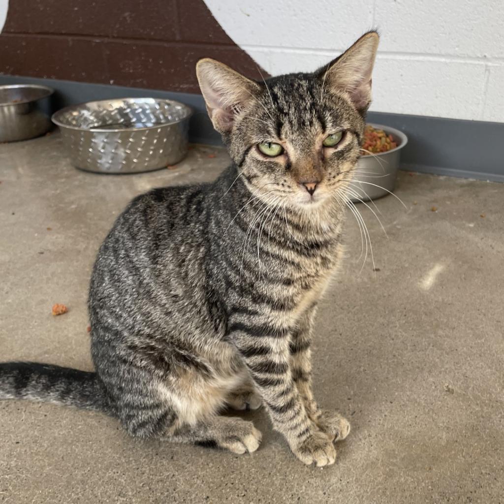 Steve, a Adoptable Domestic Short Hair in Rocky Mount, VA image 2/6