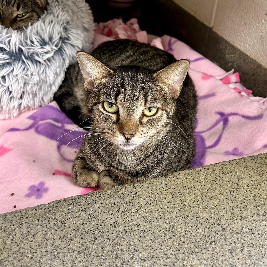 Steve, a Adoptable Domestic Short Hair in Rocky Mount, VA image 3/6