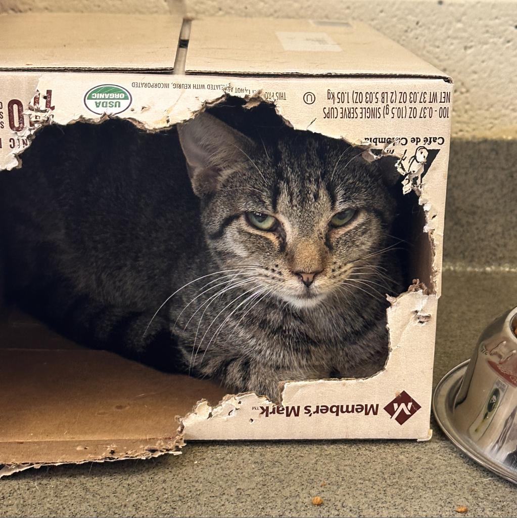 Steve, a Adoptable Domestic Short Hair in Rocky Mount, VA image 4/6