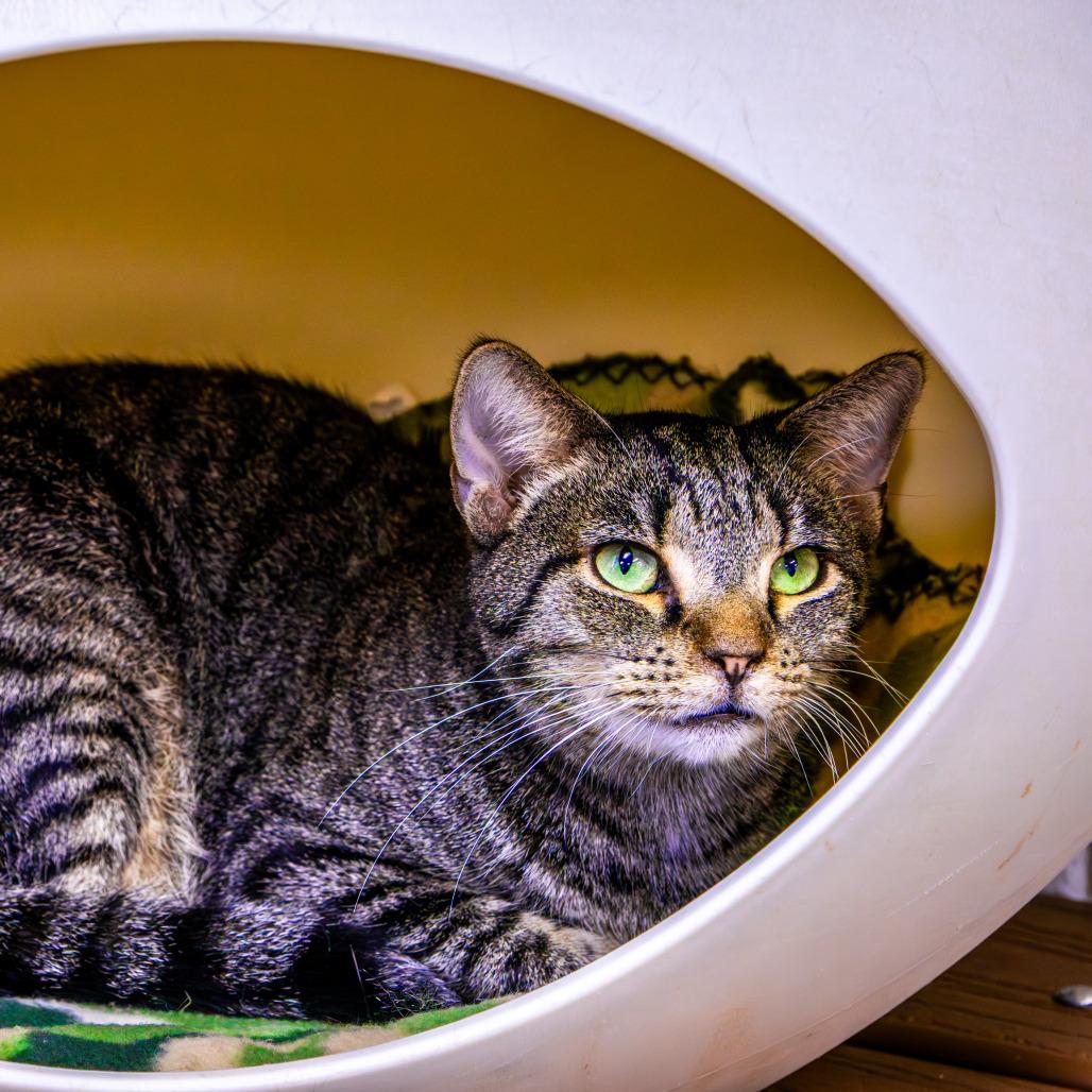 Steve, a Adoptable Domestic Short Hair in Rocky Mount, VA image 5/6