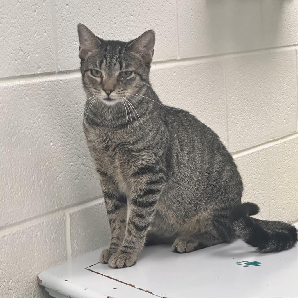Steve, a Adoptable Domestic Short Hair in Rocky Mount, VA image 6/6