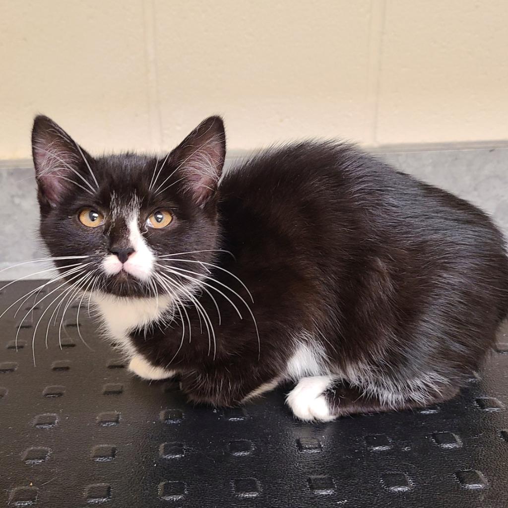 Ruby, Adoptable, Kitten Female Domestic Short Hair.