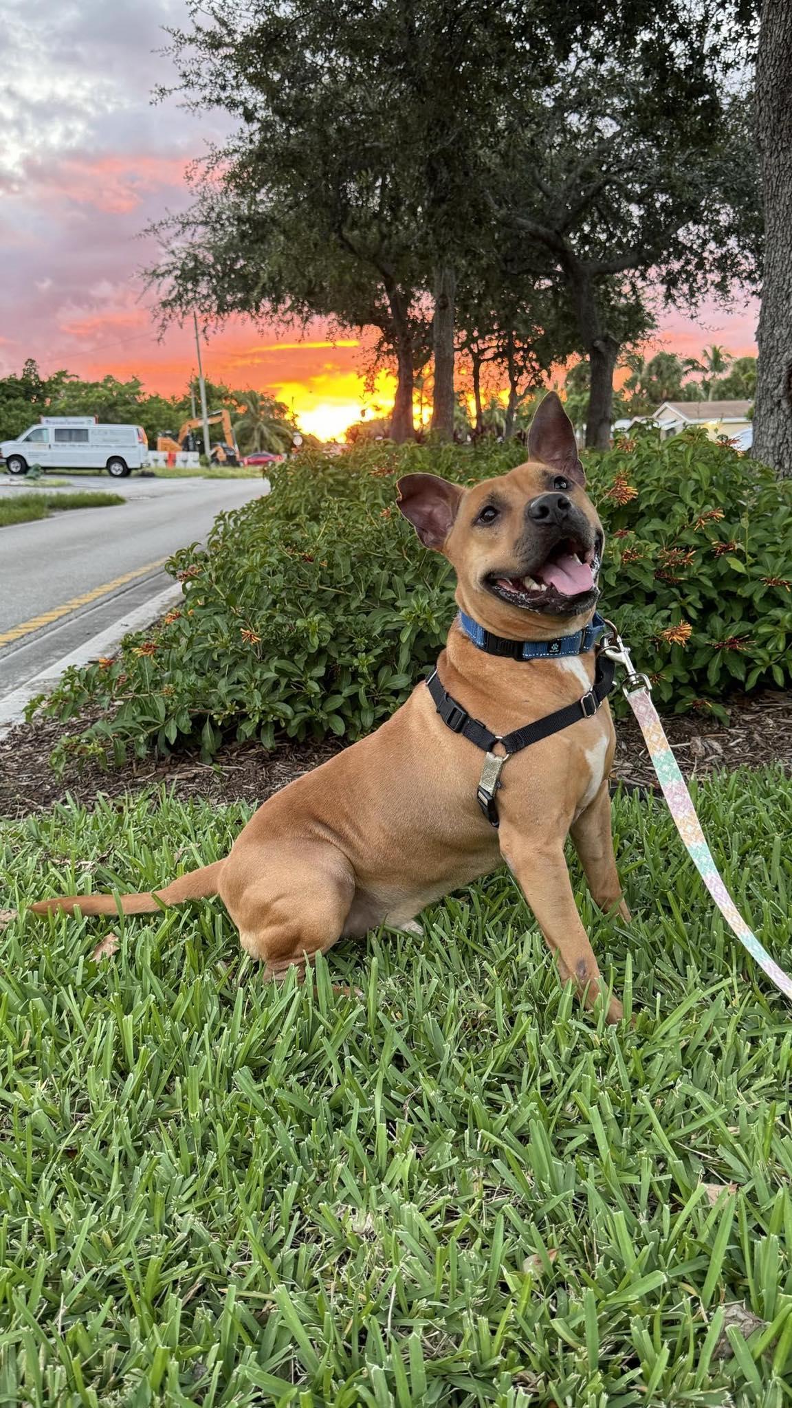Audie, a Adoptable Pit Bull Terrier in Pompano Beach, FL image 1/3