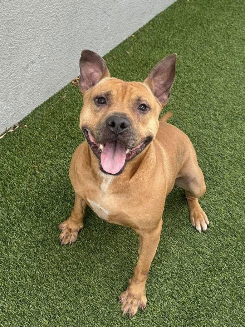 Audie, a Adoptable Pit Bull Terrier in Pompano Beach, FL image 2/3