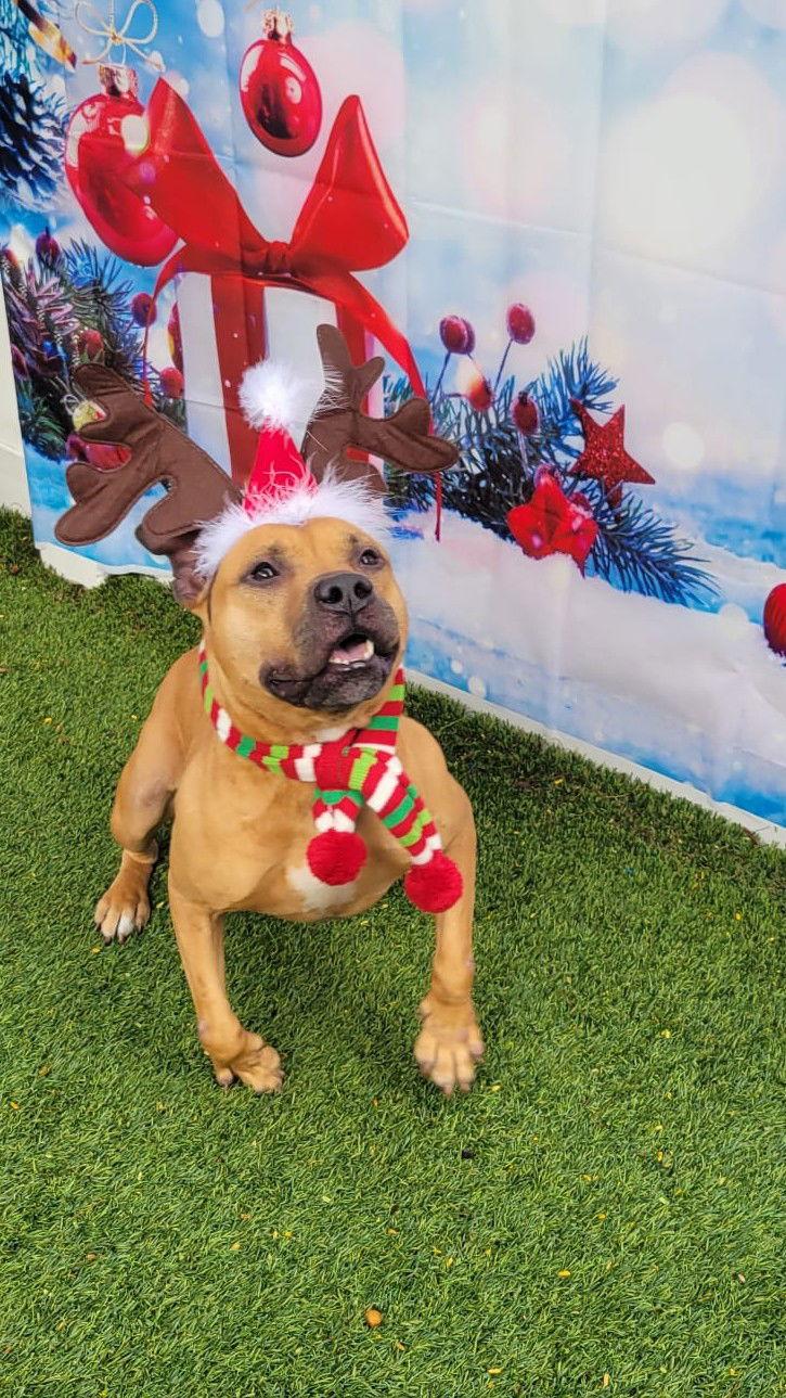 Audie, Adoptable, Young Male Pit Bull Terrier.