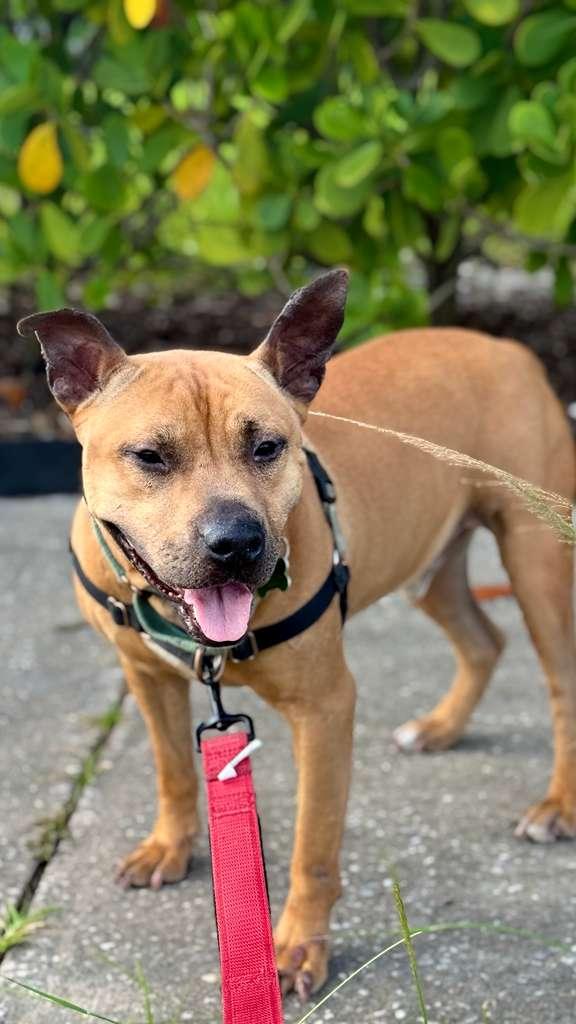 Audie, a Adoptable Pit Bull Terrier in Pompano Beach, FL image 2/3