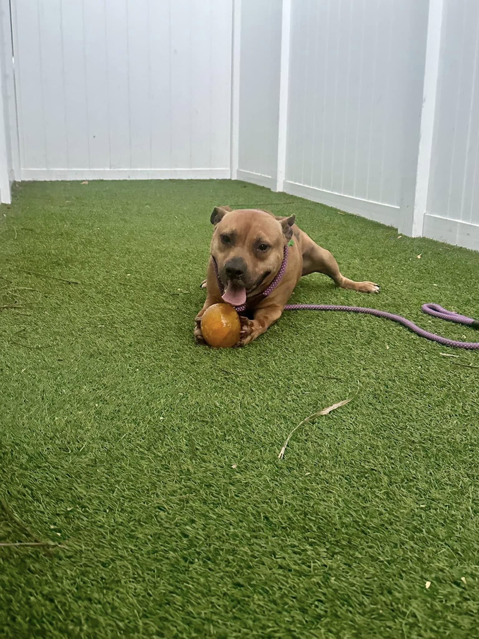 Audie, a Adoptable Pit Bull Terrier in Pompano Beach, FL image 3/3