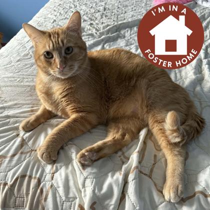 Enlarge Bougie, a Adoptable mixed breed in Janesville, WI image 1/3
