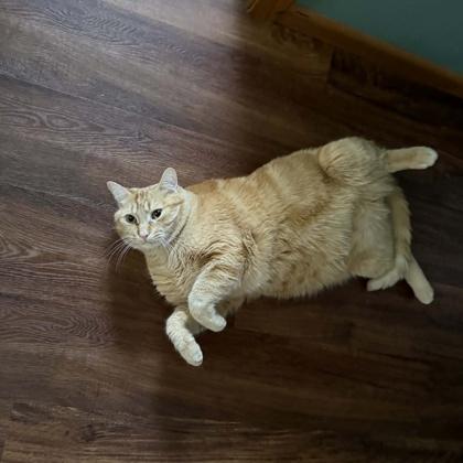 Enlarge Bougie, a Adoptable mixed breed in Janesville, WI image 3/3