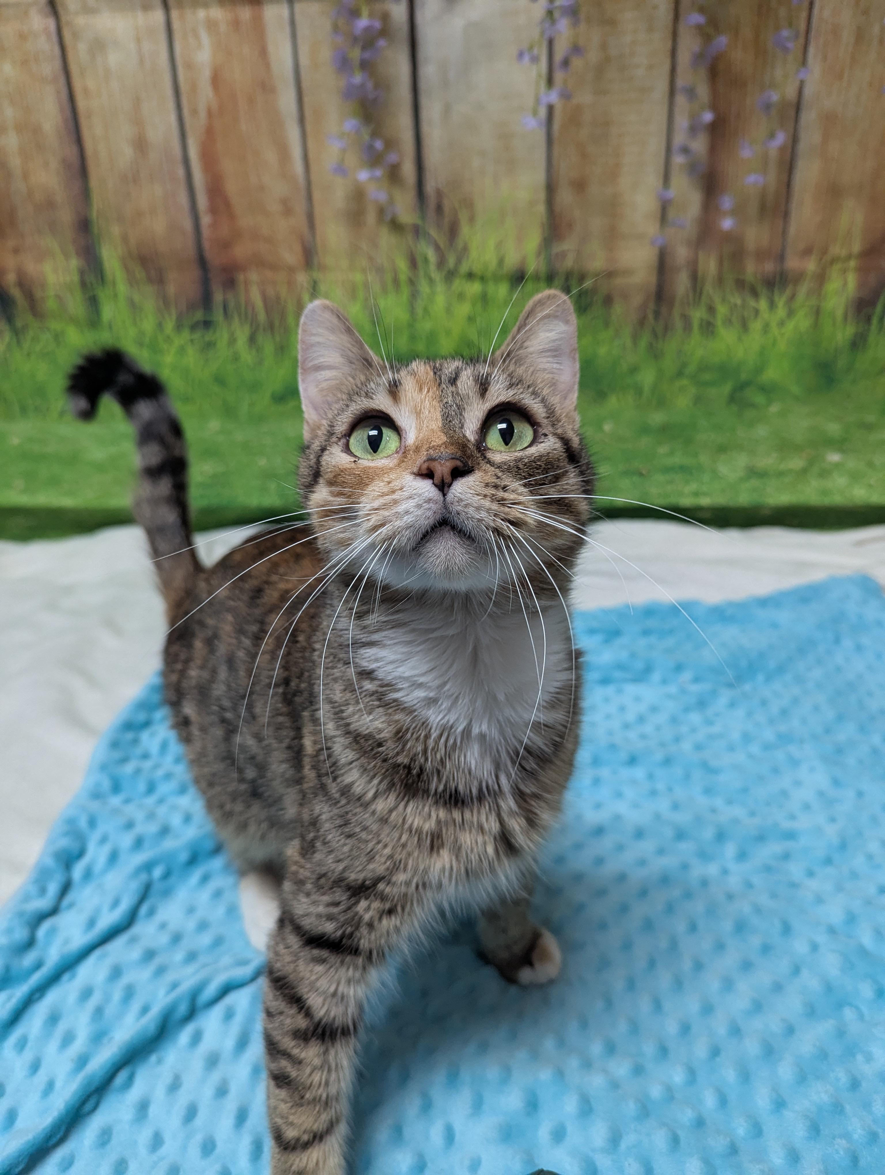 Enlarge Amora, an adopted Domestic Short Hair in Oconto, WI image 1/5