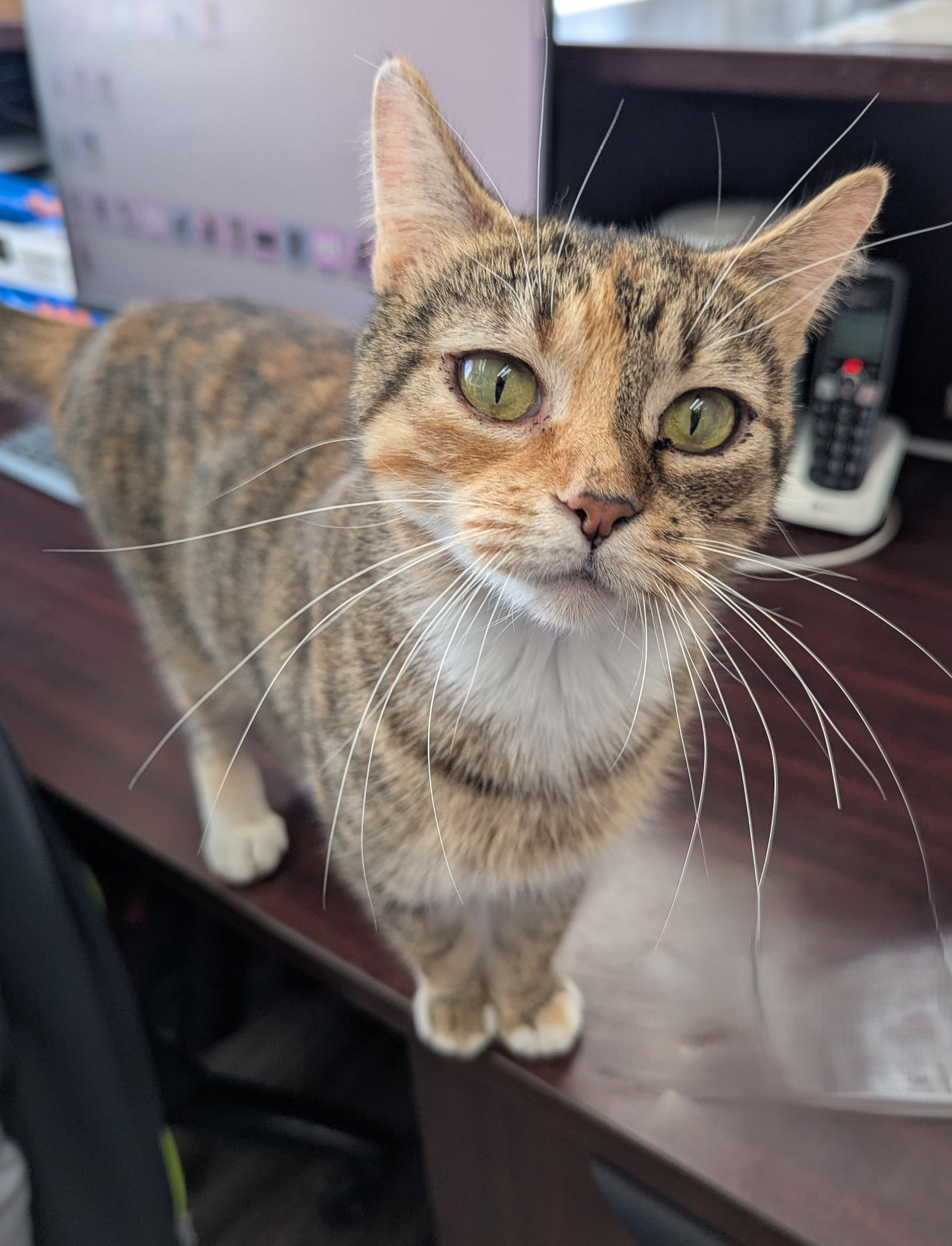 Enlarge Amora, an adopted Domestic Short Hair in Oconto, WI image 3/5