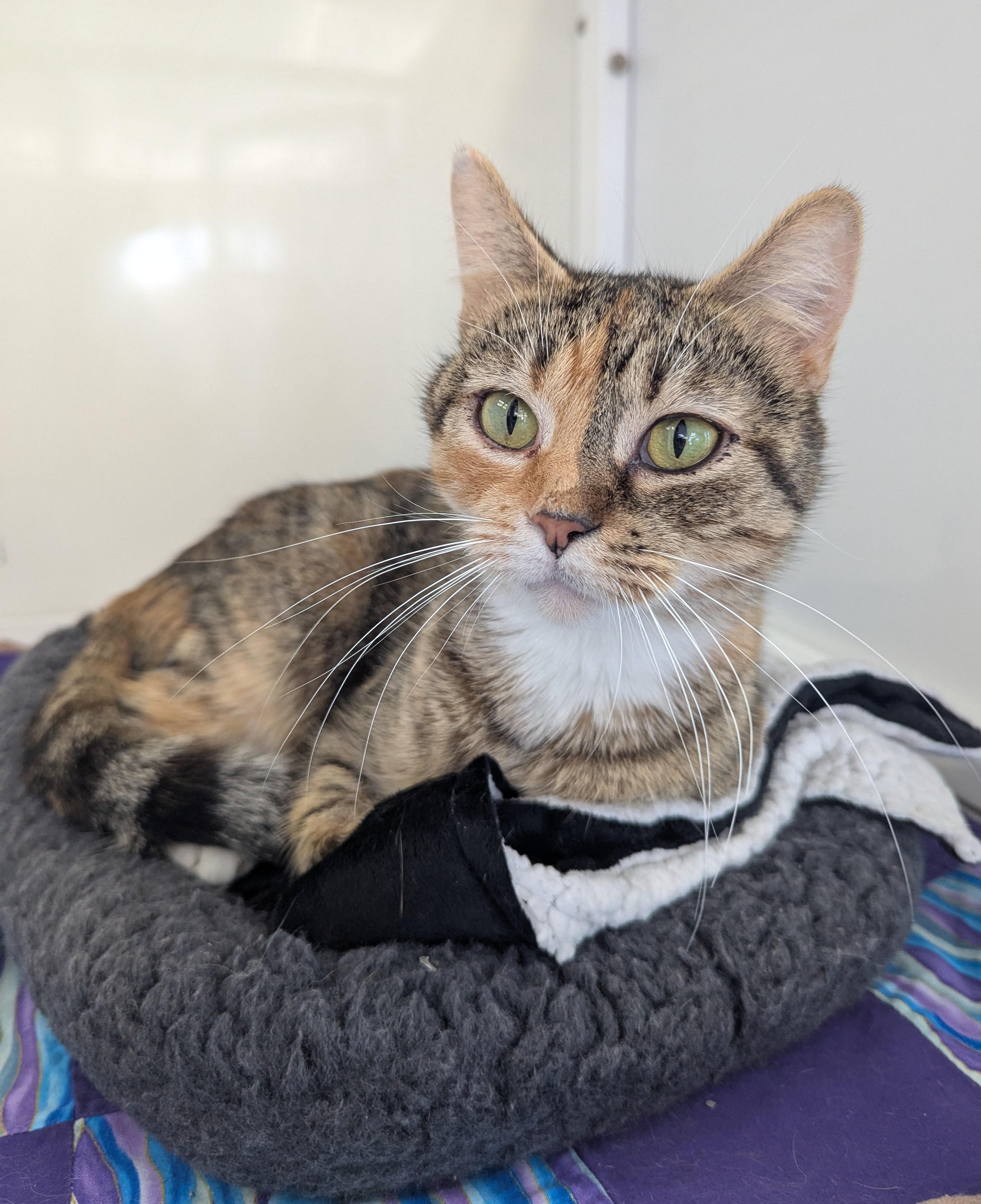 Enlarge Amora, an adopted Domestic Short Hair in Oconto, WI image 2/5