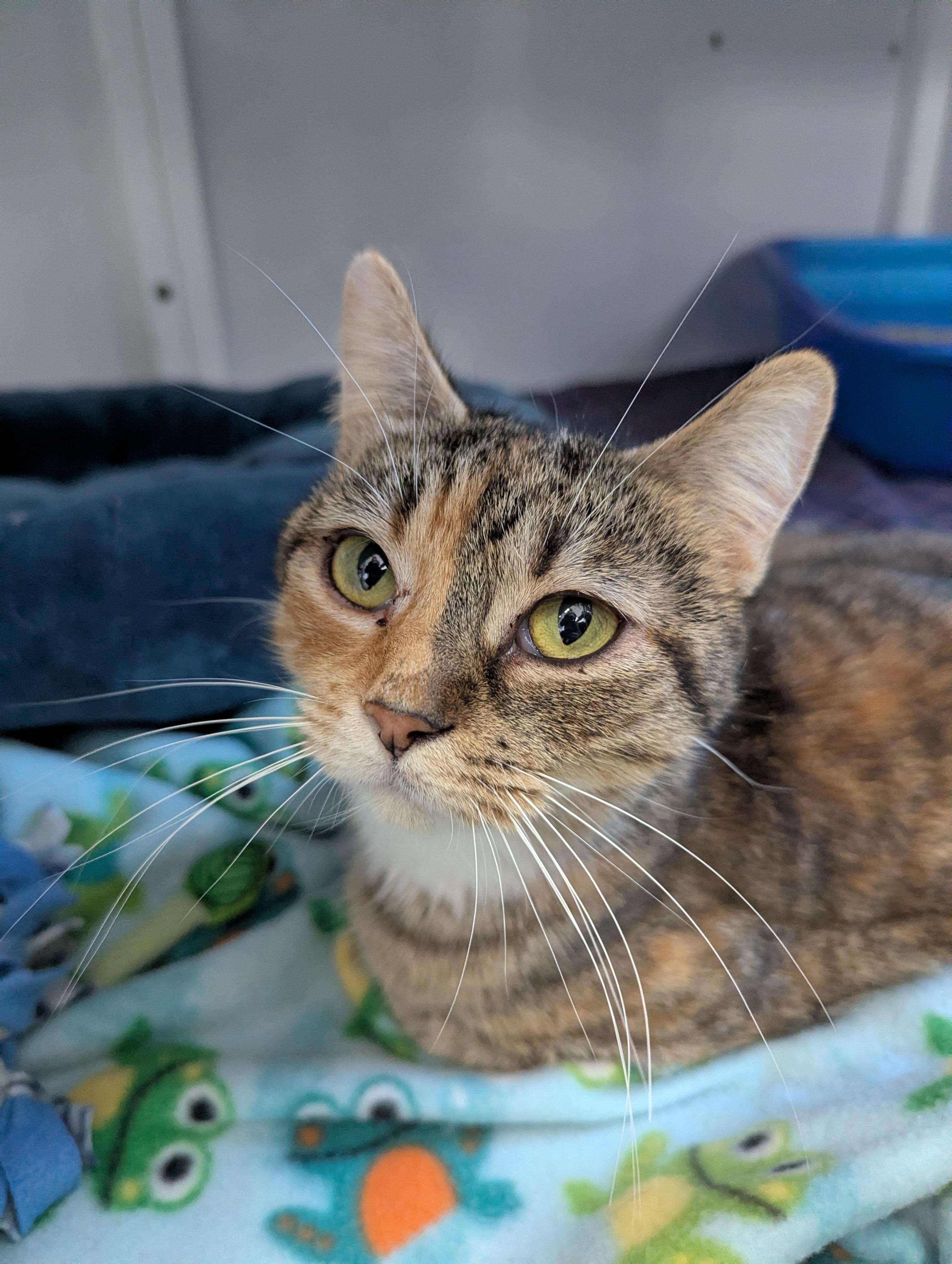Amora, Adoptable, Adult Female Domestic Short Hair.