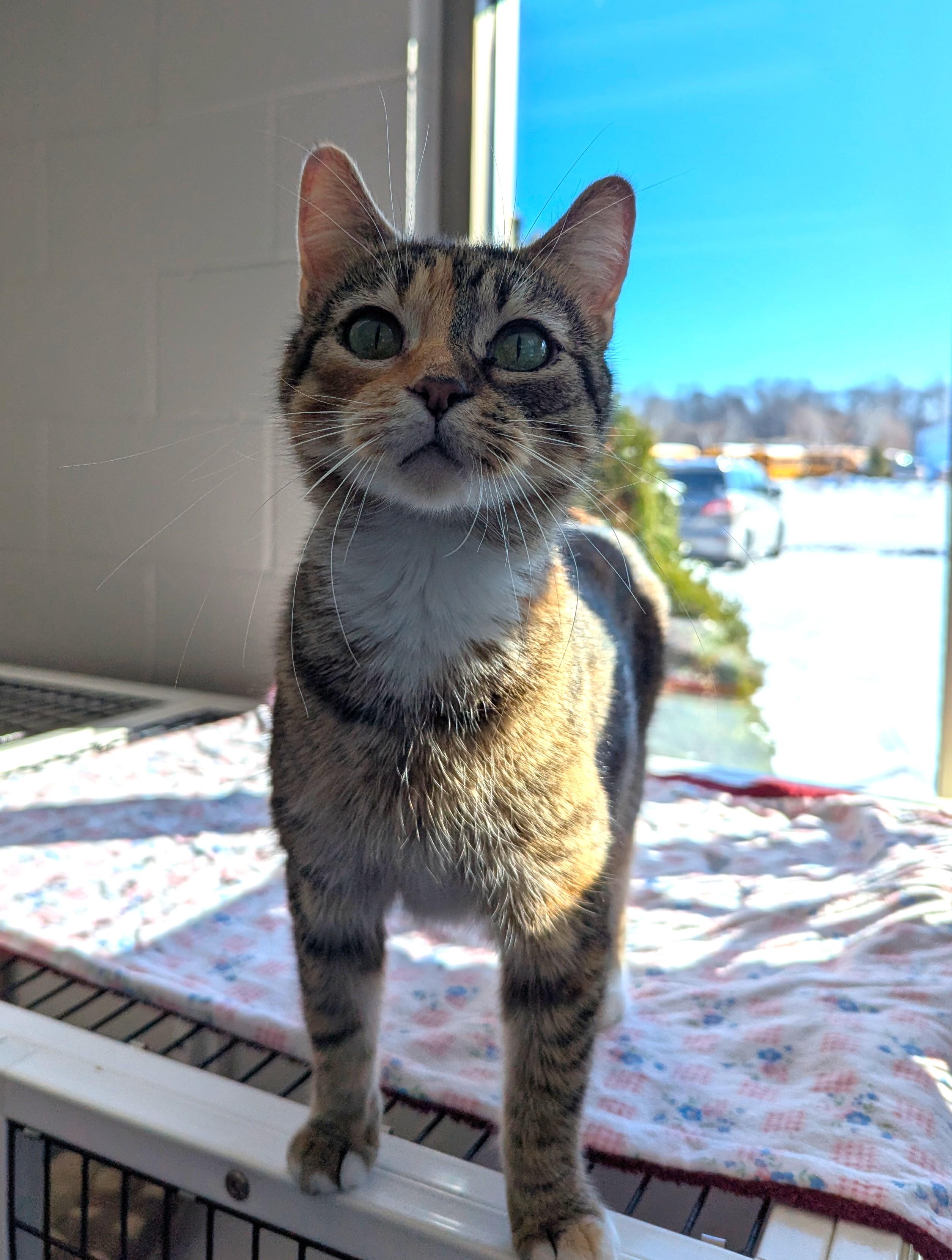 Enlarge Amora, an adopted Domestic Short Hair in Oconto, WI image 5/5