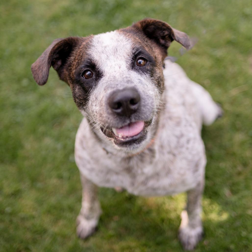 Cowboy, Adoptable, Adult Male Mixed Breed.