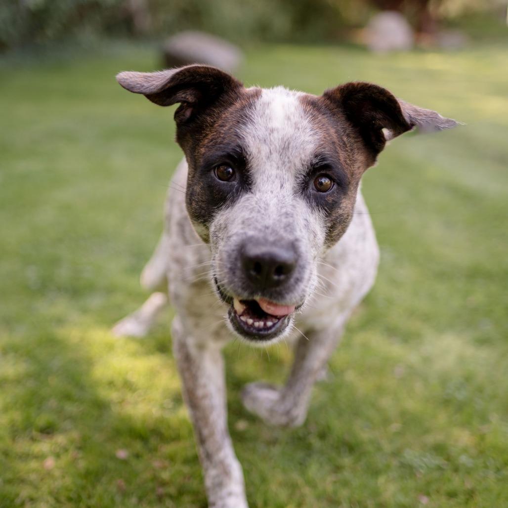 Enlarge Cowboy, a Adoptable Mixed Breed in Middletown, RI image 2/5