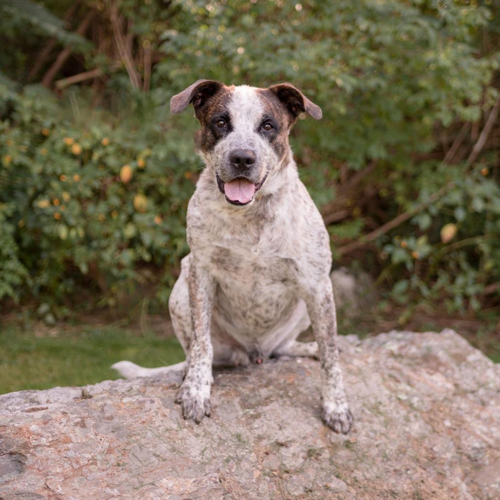 Enlarge Cowboy, a Adoptable Mixed Breed in Middletown, RI image 5/5