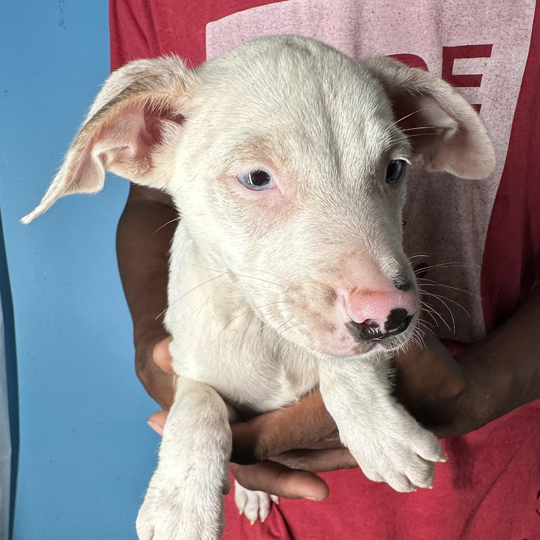 Enlarge Jett - Local April 10-12, an adoptable mixed breed in Westerly, RI image 2/6