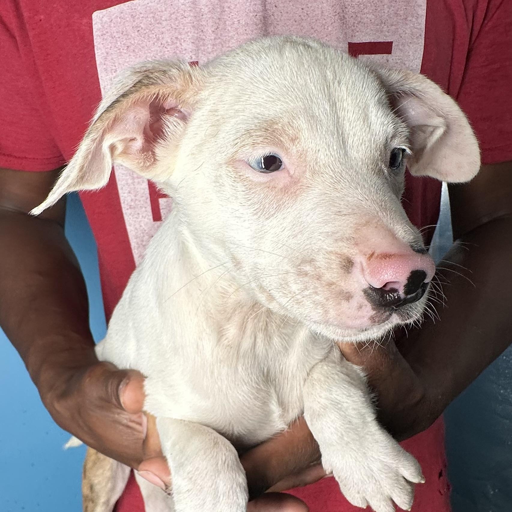 Enlarge Jett - Local April 10-12, an adoptable mixed breed in Westerly, RI image 3/6