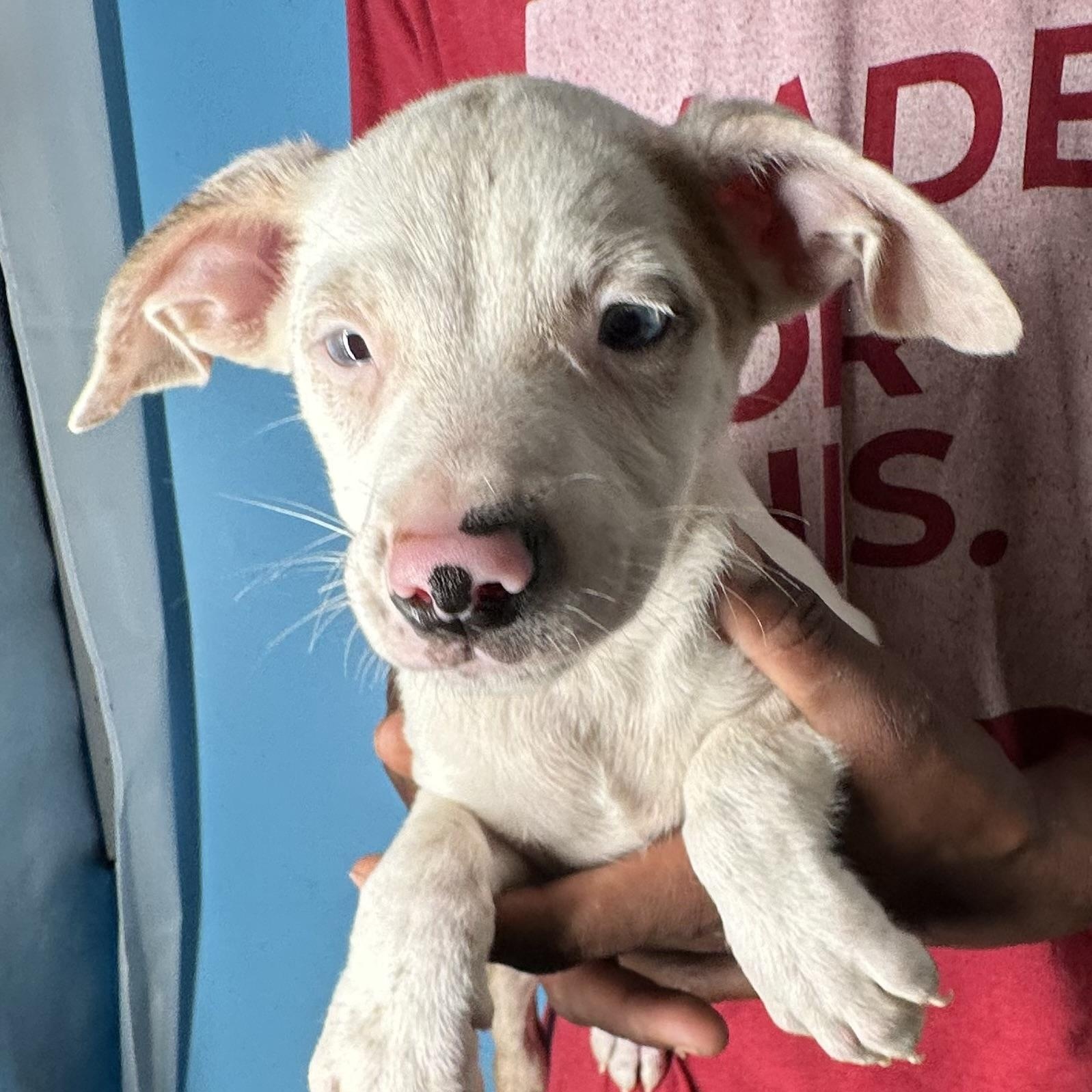 Jett - Local April 10-12, adoptable, Puppy Male Australian Shepherd & Australian Cattle Dog / Blue Heeler.