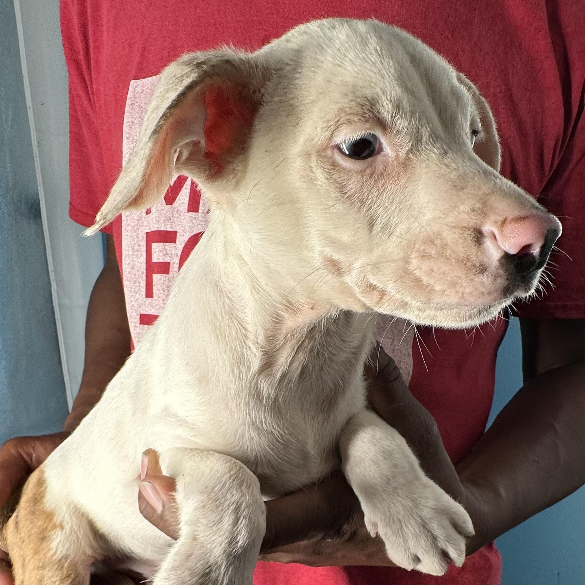 Enlarge Jett - Local April 10-12, an adoptable mixed breed in Westerly, RI image 4/6