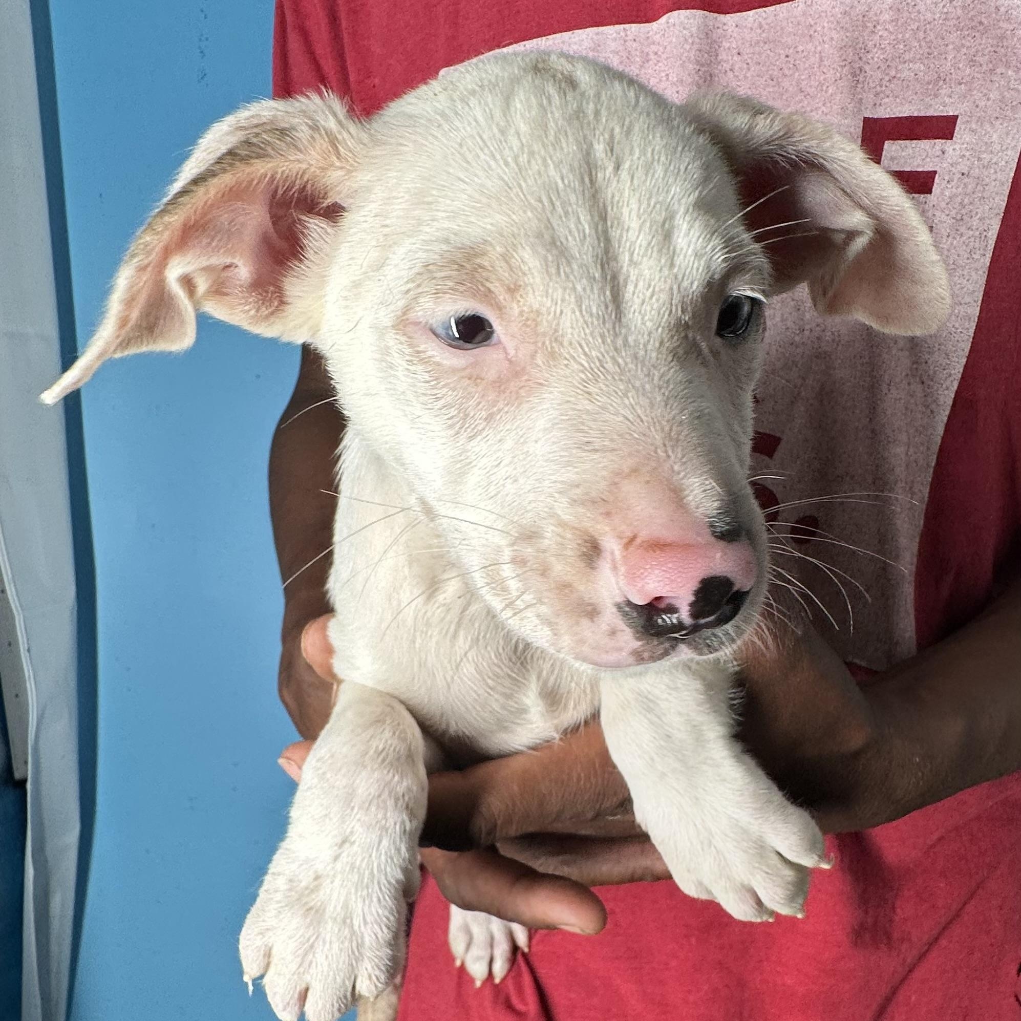 Enlarge Jett - Local April 10-12, an adoptable mixed breed in Westerly, RI image 5/6