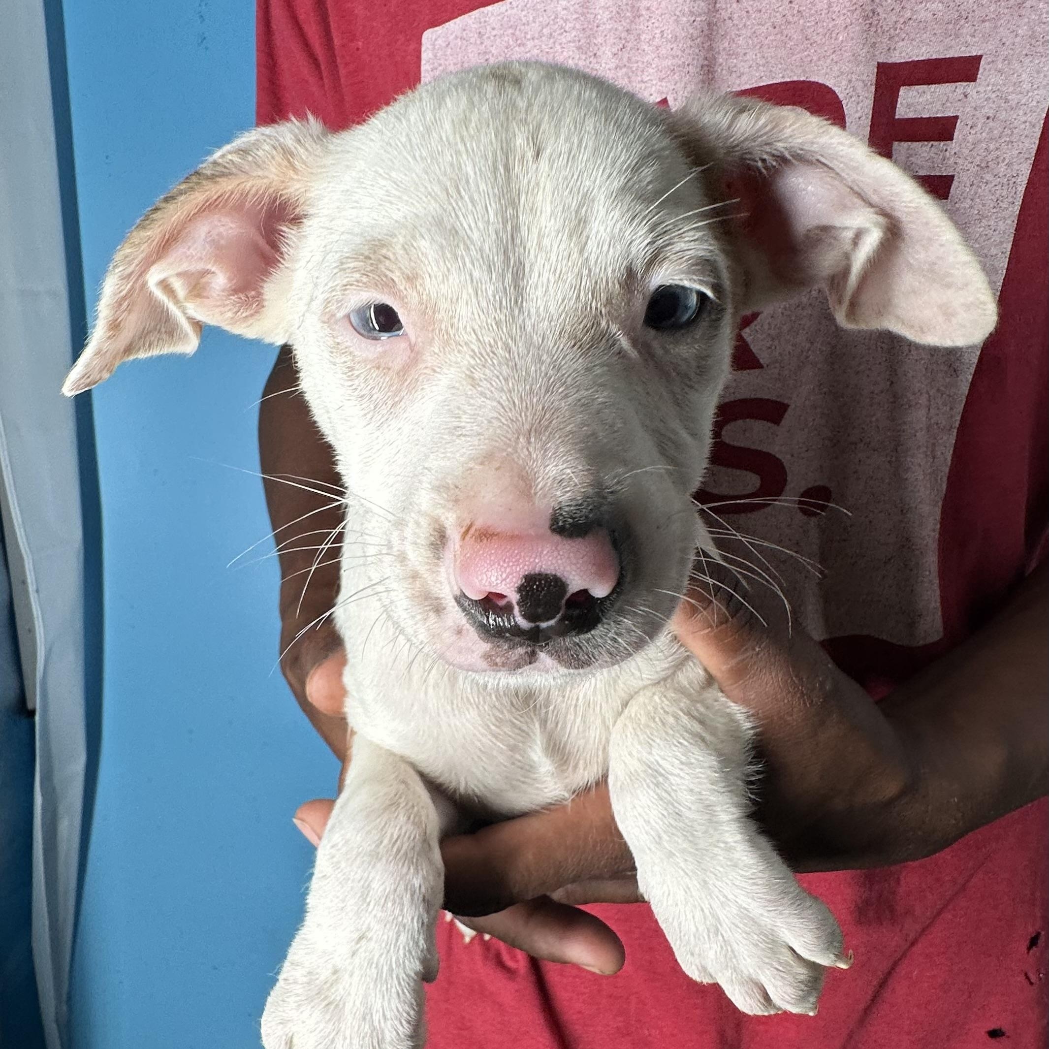 Enlarge Jett - Local April 10-12, an adoptable mixed breed in Westerly, RI image 6/6