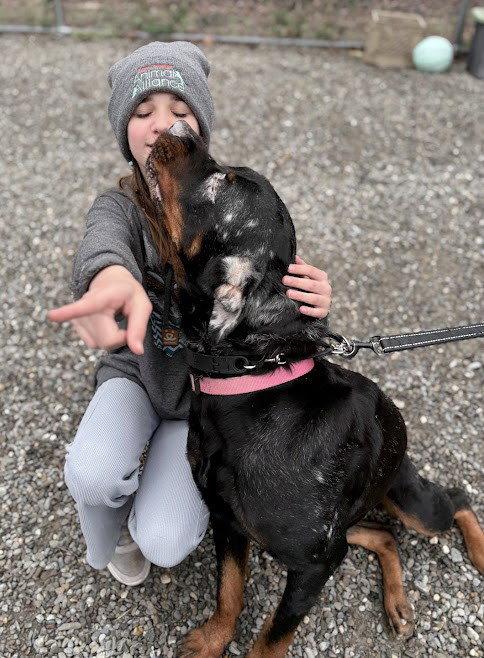 Enlarge NORA, a Adopted Rottweiler in Hillsboro, NH image 1/3
