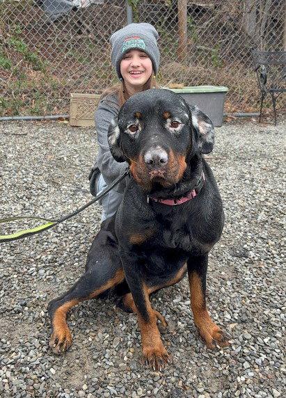 Enlarge NORA, a Adopted Rottweiler in Hillsboro, NH image 2/3