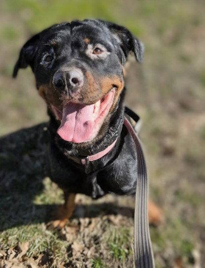 Enlarge NORA, a Adopted Rottweiler in Hillsboro, NH image 3/3