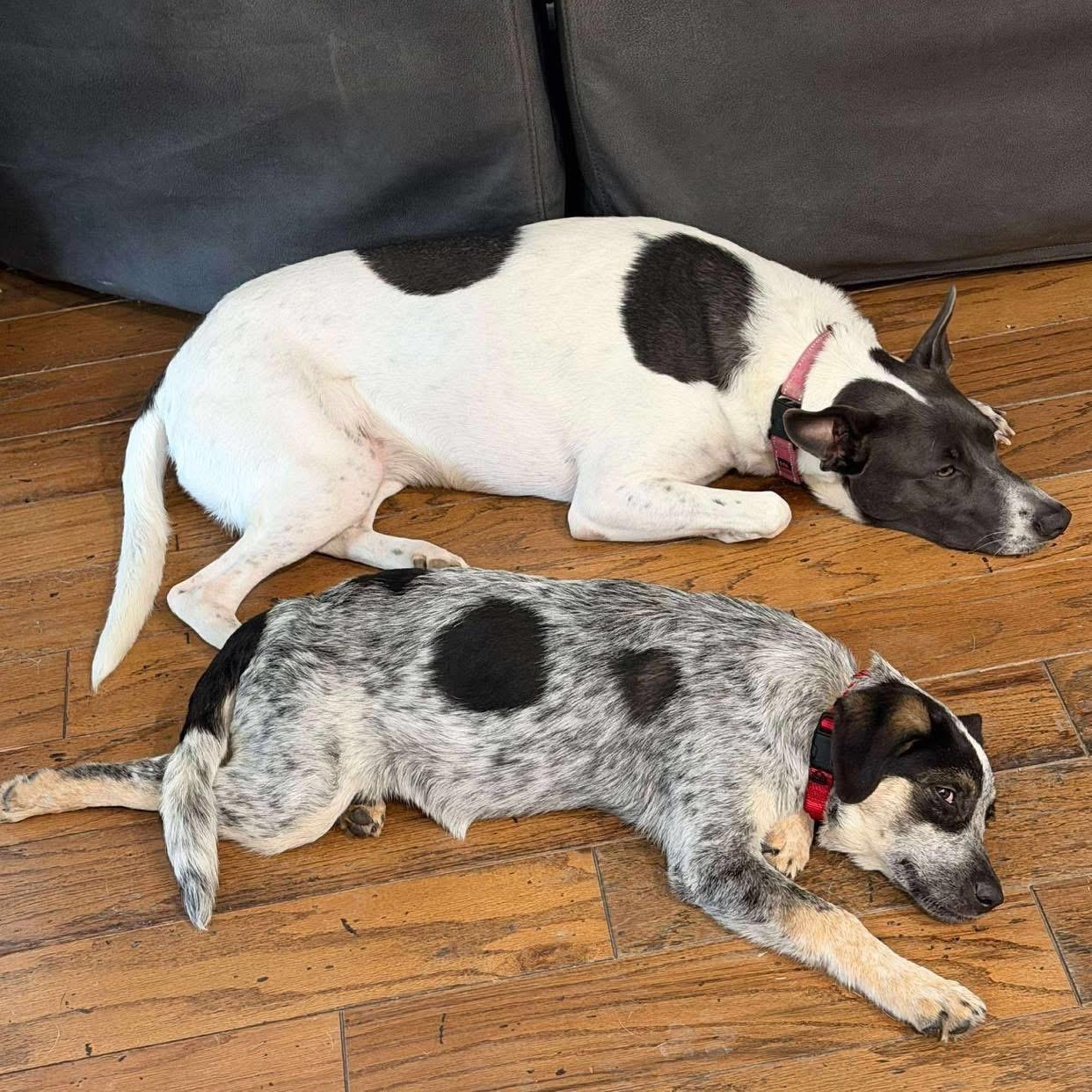 Enlarge Bluey, a Adopted mixed breed in Fort Worth, TX image 6/6