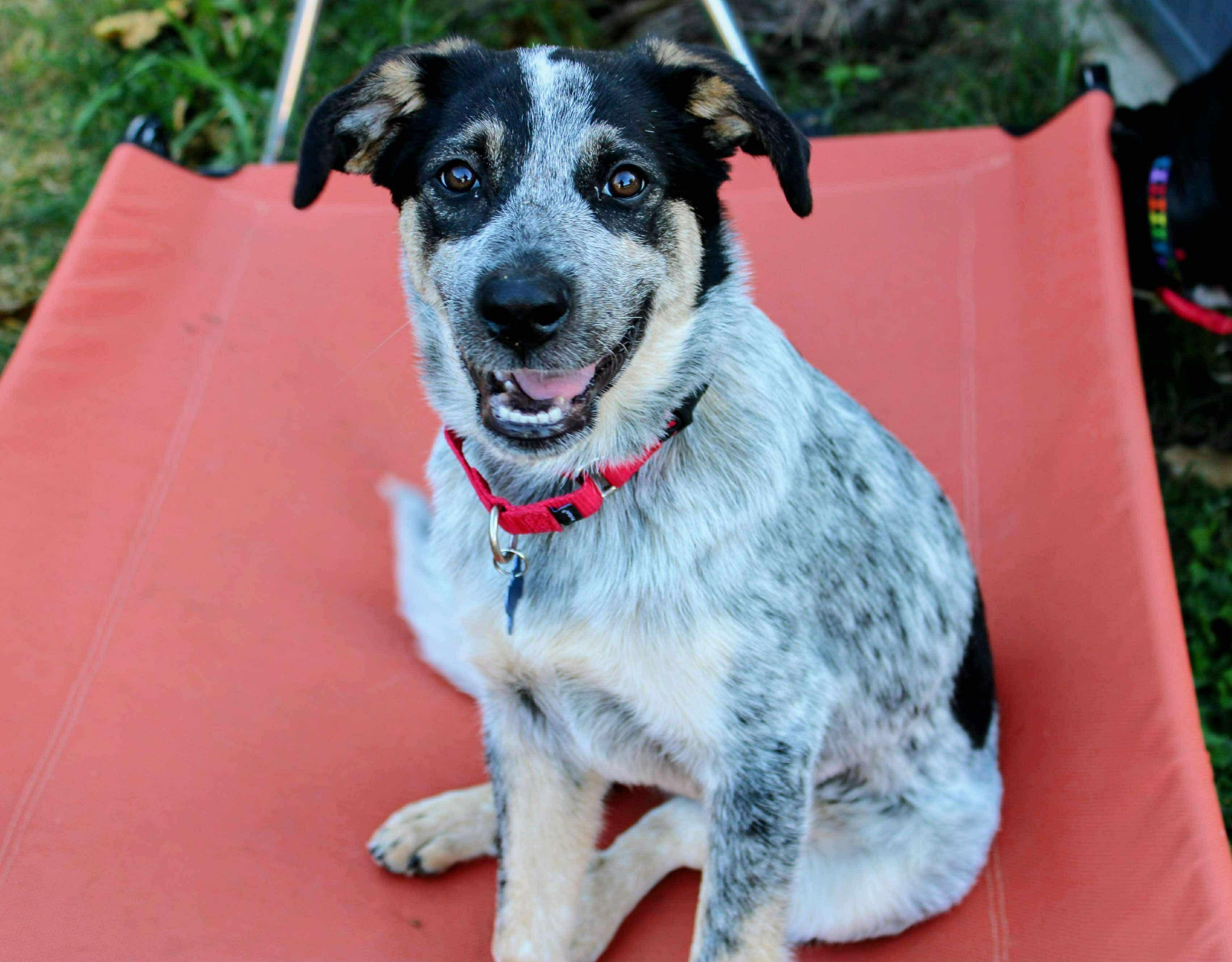 Enlarge Bluey, a Adopted mixed breed in Fort Worth, TX image 2/6