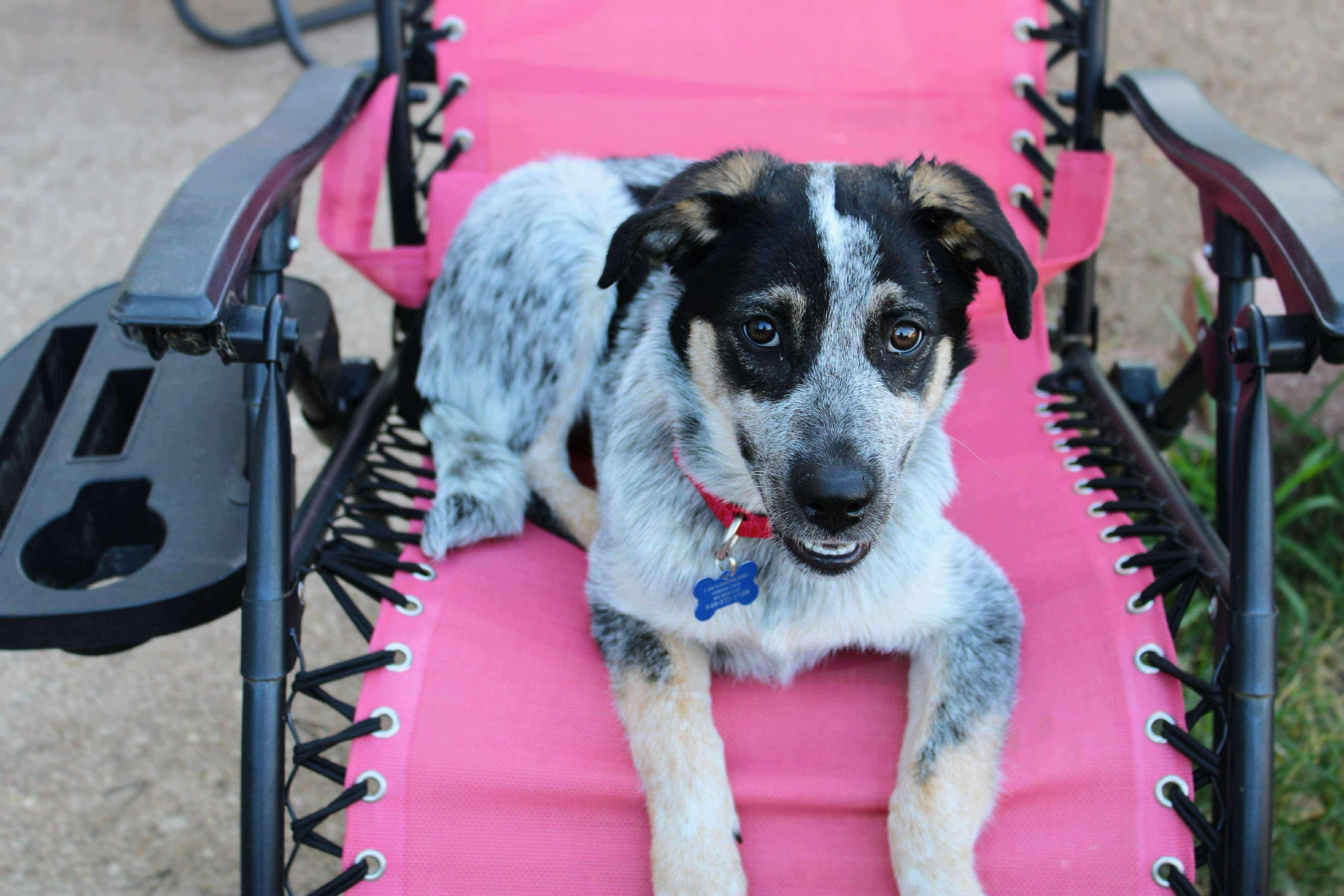 Enlarge Bluey, a Adopted mixed breed in Fort Worth, TX image 4/6