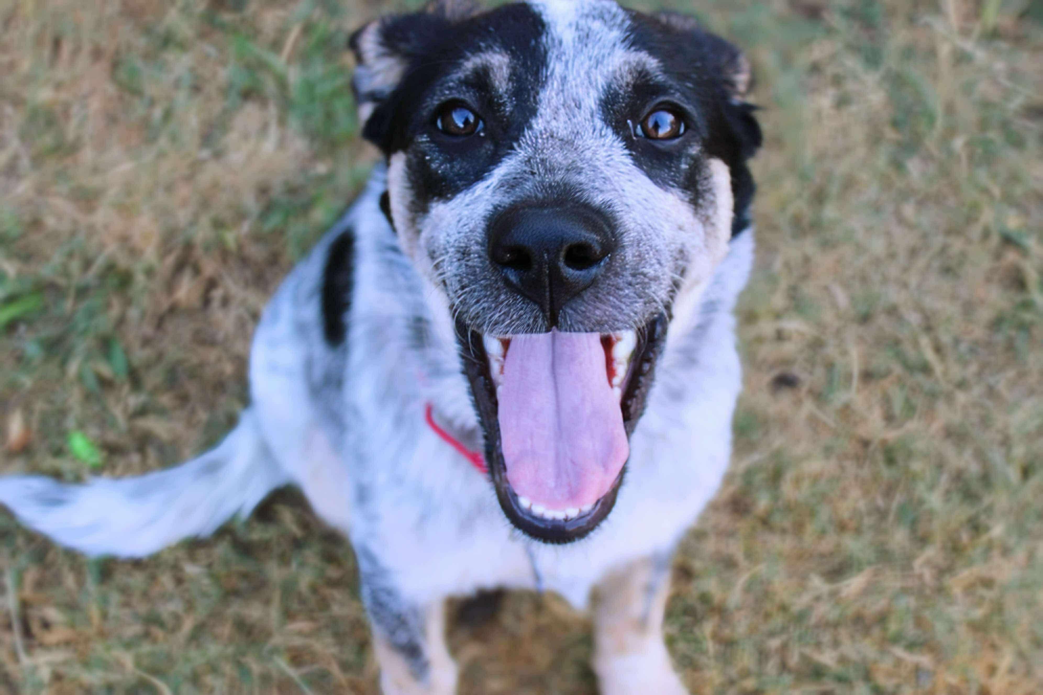 Enlarge Bluey, a Adopted mixed breed in Fort Worth, TX image 1/6