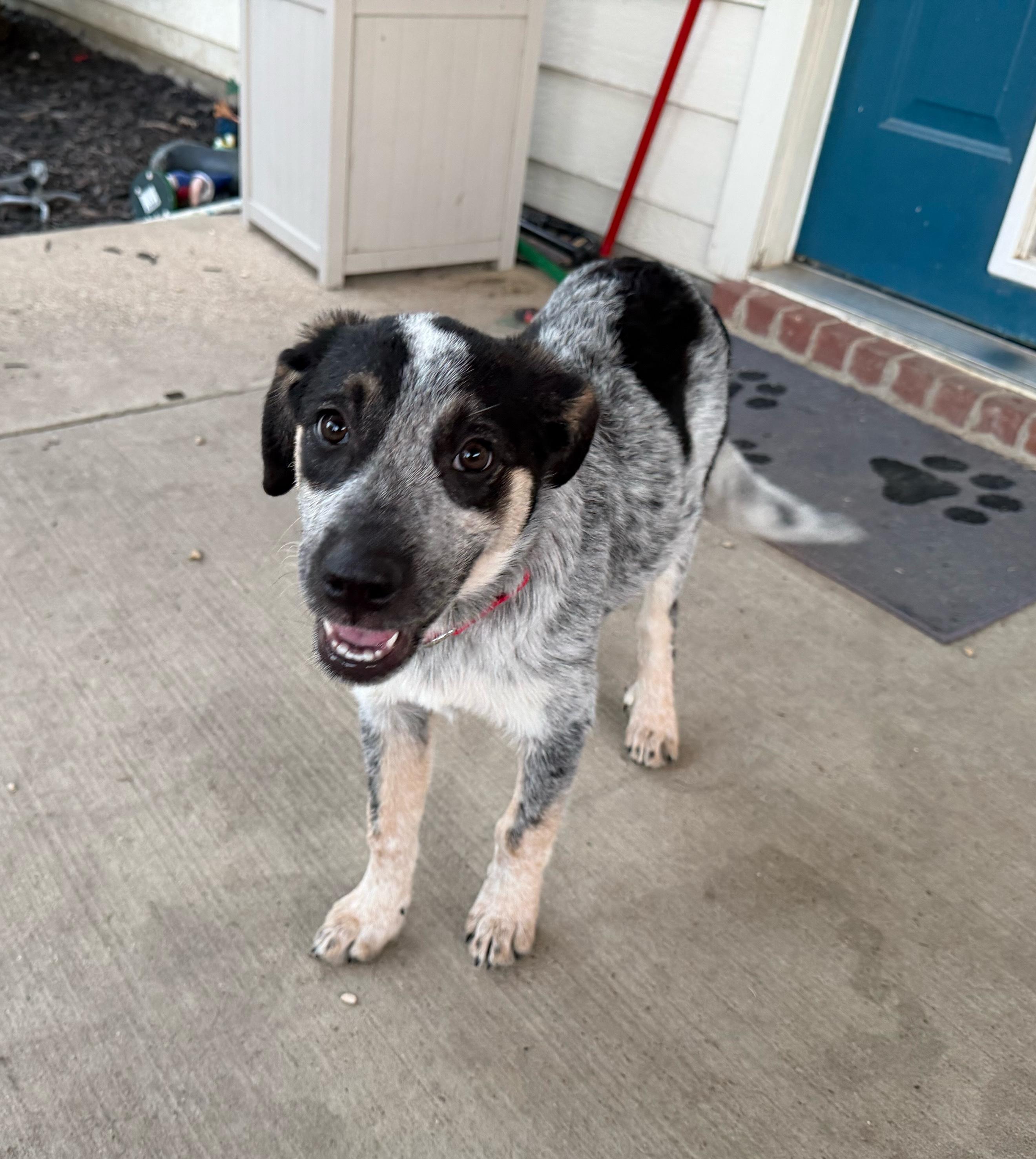 Enlarge Bluey, a Adopted mixed breed in Fort Worth, TX image 5/6
