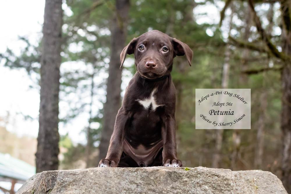 Enlarge PETUNIA, a Adoptable mixed breed in Shelton, WA image 5/6