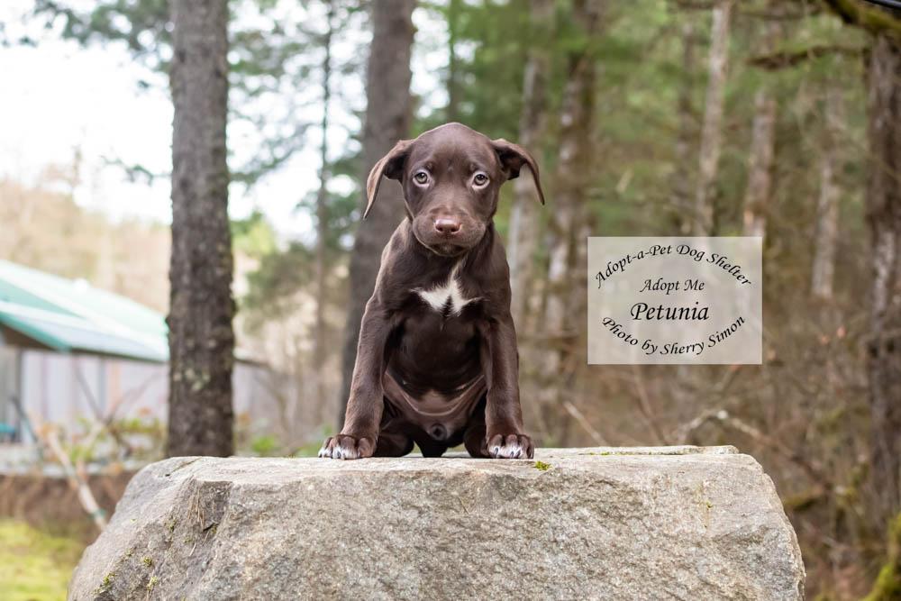 Enlarge PETUNIA, a Adoptable mixed breed in Shelton, WA image 2/6