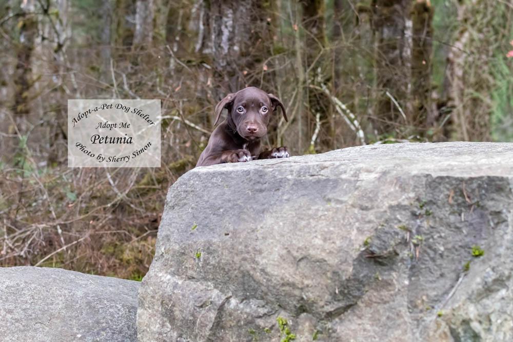 Enlarge PETUNIA, a Adoptable mixed breed in Shelton, WA image 6/6