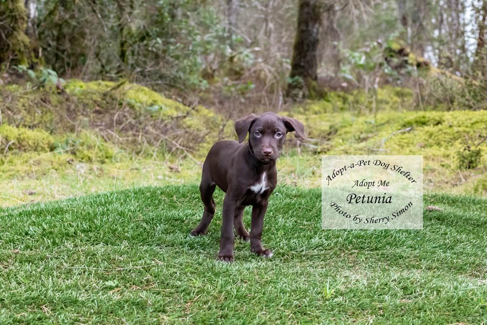 Enlarge PETUNIA, a Adoptable mixed breed in Shelton, WA image 1/6