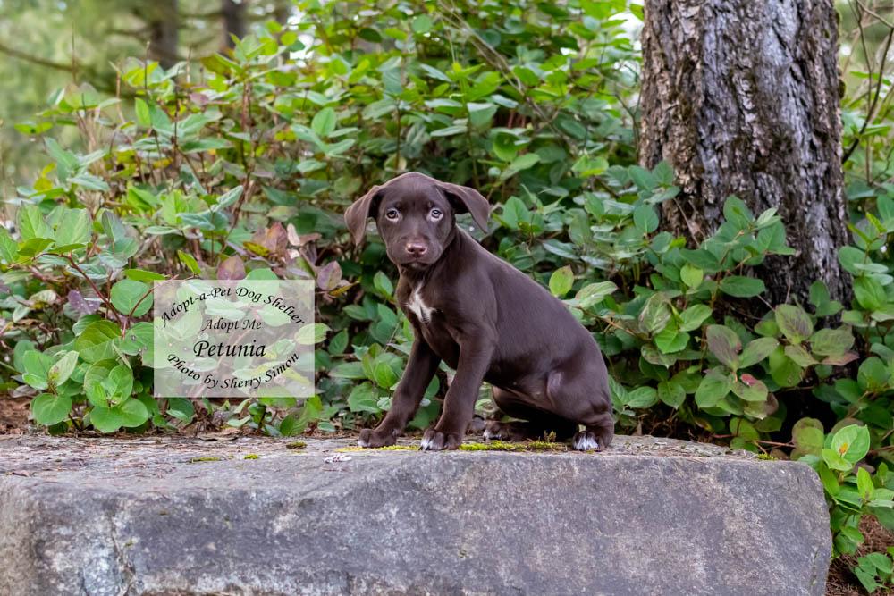 Enlarge PETUNIA, a Adoptable mixed breed in Shelton, WA image 4/6