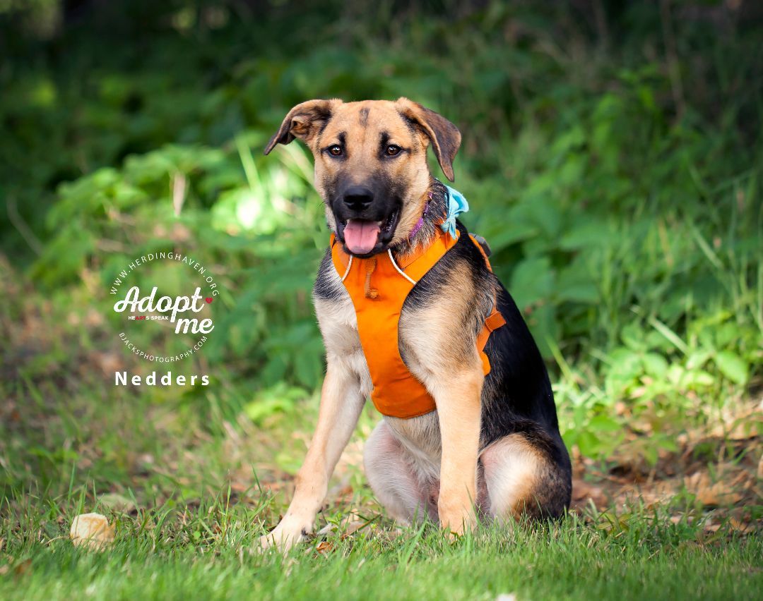 Nedders, a Adoptable mixed breed in Clinton, UT image 1/2