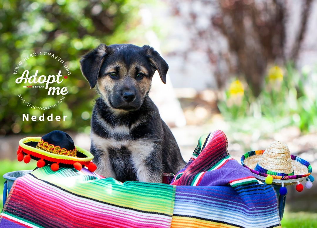 Nedders, a Adoptable mixed breed in Clinton, UT image 2/2