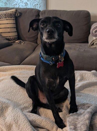Kai, Adoptable, Adult Male Chihuahua & Terrier.